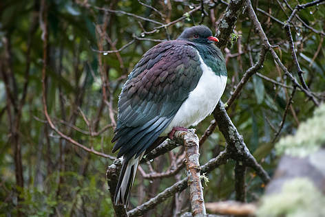 A kereru
© Tony Stoddard rel=