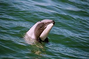 Hector's dolphin
© Department of Conservation
© Department of Conservation