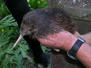 Kiwi chick at Whangarei Heads
© Helen Moodie
© Helen Moodie