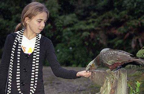 Community conservation on Stewart Island is reviving native bird populations such as kaka ...
© Dave Hansford rel=