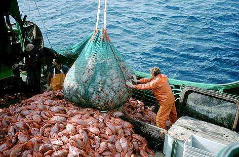 Industrial fisheries of Orange roughy. Emptying a mesh full of Orange roughy into a trawler.
© AFMA rel=
