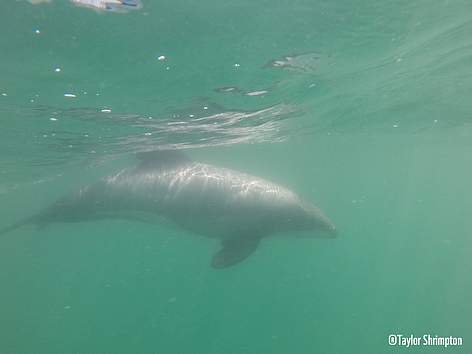 A Maui's dolphin swimming off the coast of Port Waikato. The image was taken by lifeguard Taylor ...
© Taylor Shrimpton rel=