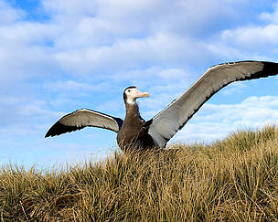 Wandering albatross (Diomedea exulans), Antarctica.
© © Wim van Passel / WWF
© © Wim van Passel / WWF