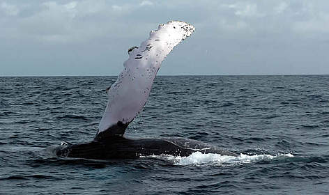 Humpback whale
© Fundación Yubarta rel=